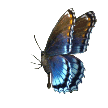Kupu